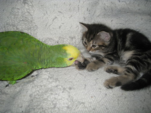 cat and bird